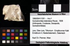 Foto (Objket + Etiketten) von Goniodromites bidentatus (Reuss, 1858) 